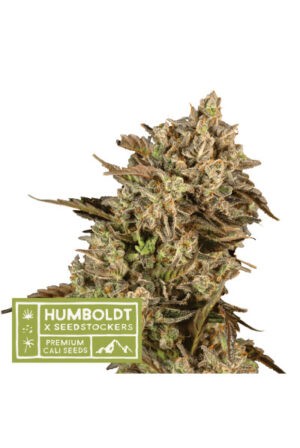 Apollo Black Cherry - feminizované semena konopí HumboldtXSeedstockers