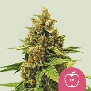 Apple Fritter - feminizovaná semínka 10 ks Royal Queen Seeds