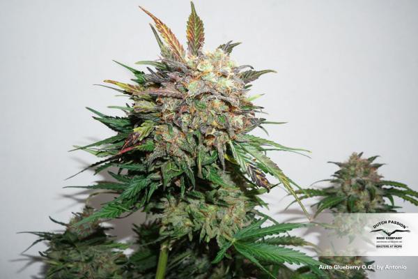 Auto Glueberry O.G.® - samonakvétací semena 7 ks Dutch Passion