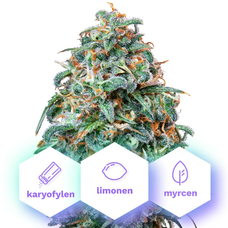 Auto Sunset Sherbet - autoflowering semena 10 ks Cannapio