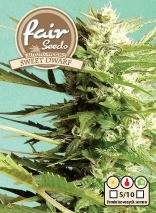 Auto Sweet Dwarf – autoflowering semínka 10 ks Fair Seeds