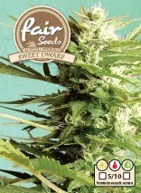 Auto Sweet Dwarf – samonakvétací semínka 5 ks Fair Seeds