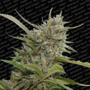 Auto White Berry - feminizovaná a samonakvétací semínka 10ks Paradise Seeds