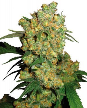 Big Bud - 3 ks feminizovaná semínka Sensi Seeds