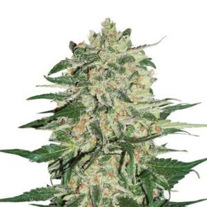 Big Bud feminizovaná semena 3 ks Seedstockers