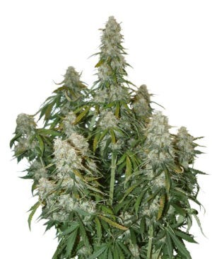 Big Bud samonakvétací semena 3 ks Seedstockers