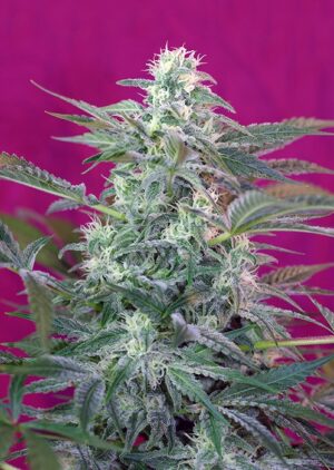 Big Foot – feminizovaná semínka 3 ks Sweet Seeds