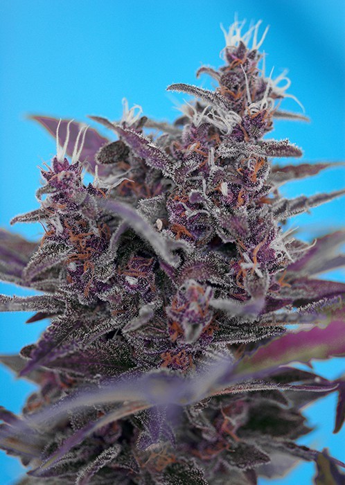 Black Cream Auto - feminizovaná a samonakvétací semínka 3ks Sweet Seeds