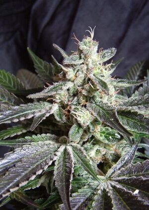 Black Jack Fast Version - feminizovaná semínka 3 ks Sweet Seeds