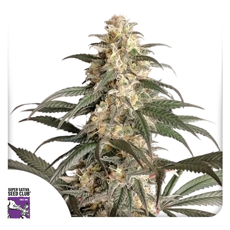 Black Lebanon - feminizovaná semena 8 ks Super Sativa Seed Club