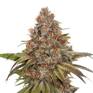 Blackberry Gum feminizovaná semena 3 ks Seedstockers