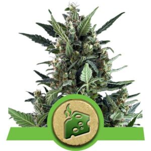 Blue Cheese - feminizovaná a samonakvétací semínka 3ks Royal Queen Seeds