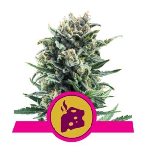 Blue Cheese - feminizovaná semínka 3 ks Royal Queen Seeds