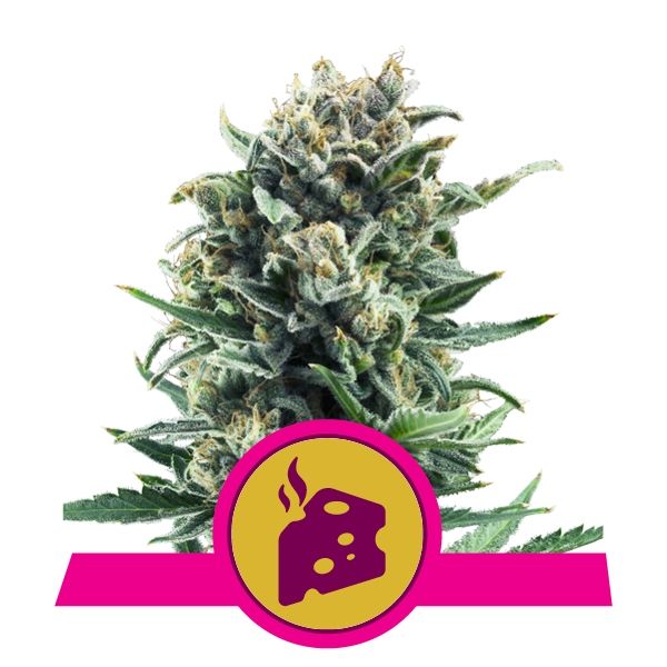 Blue Cheese - feminizovaná semínka 5 ks Royal Queen Seeds