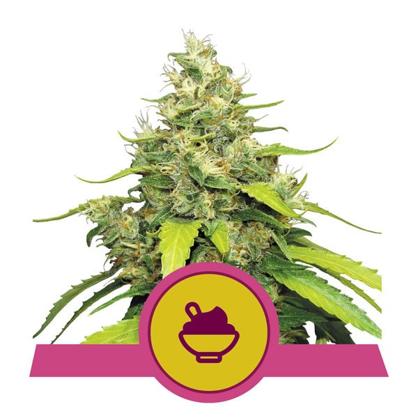 Blue Gelato - feminizovaná semínka 3 ks Royal Queen Seeds