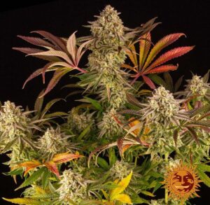 Blue Sunset Sherbert - Feminizovaná semínka 5 ks Barney´s Farm