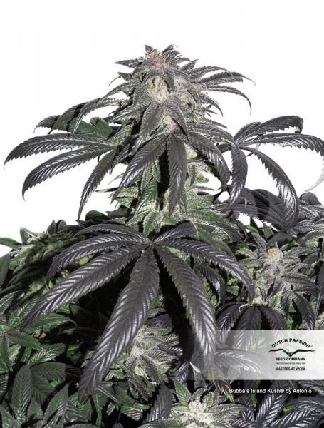 Bubba Island Kush® - feminizovaná semínka 5 ks Dutch Passion