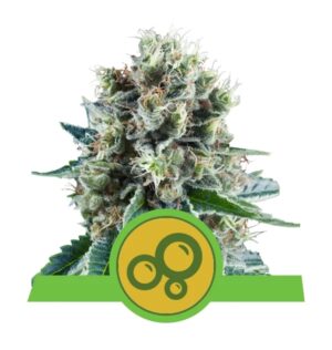 Bubble Kush - samonakvétací semínka 3 ks Royal Queen Seeds