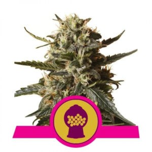 Bubblegum XL feminizované 5ks Royal Queen Seeds