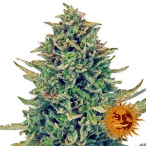 CBD Blue Shark  - feminizovaná semínka 3 ks Barney´s Farm