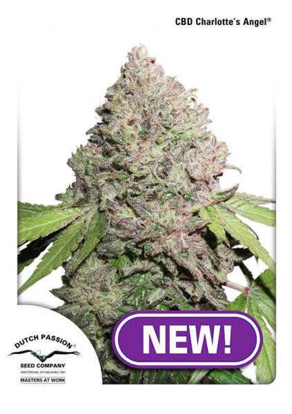 CBD Charlotte’s Angel® - feminizovaná semena 10 ks Dutch Passion