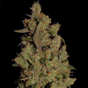 CBD Critical Cure - feminizovaná semínka 5 ks Barney´s Farm