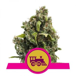 Candy Kush Express Fast Flowering feminizované semena 5ks Royal Queen Seeds