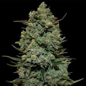 Cookies Kush - feminizovaná semena 10 ks Barney´s Farm