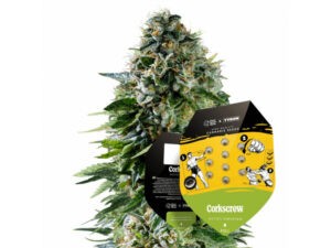 Corkscrew Auto - autoflowering 5ks Royal Queen Seeds x Mike Tyson