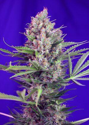 Cream Mandarine Fast Version - feminizovaná semena 5 ks Sweet Seeds