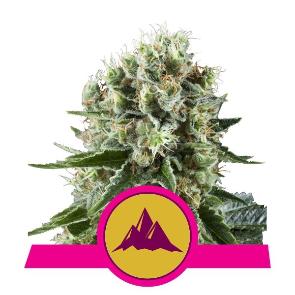 Critical Kush - feminizovaná semínka 3 ks Royal Queen Seeds