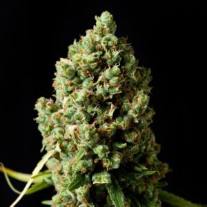 Critical Kush – feminizovaná semena 10 ks Barney´s Farms