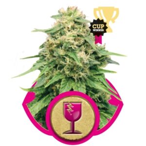 Critical - feminizovaná semínka 3 ks Royal Queen Seeds