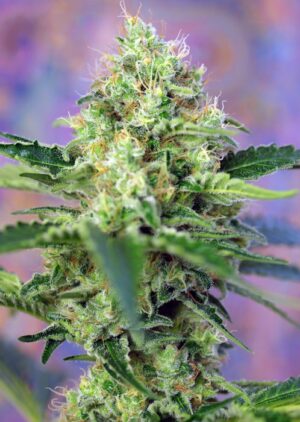 Crystal Candy - feminizovaná semínka 3 ks Sweet Seeds