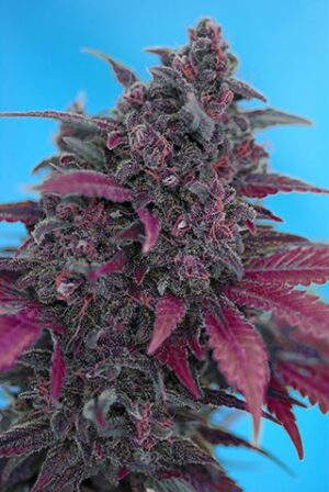 Dark Devil Auto - feminizovaná a samonakvétací semínka 3ks Sweet Seeds