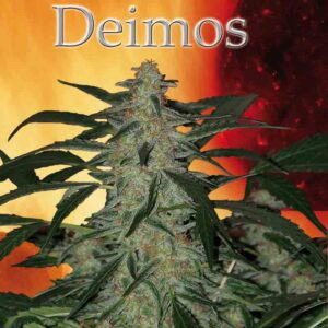 Deimos  - feminizované a samonakvétací semínka 10 ks Buddha Seeds