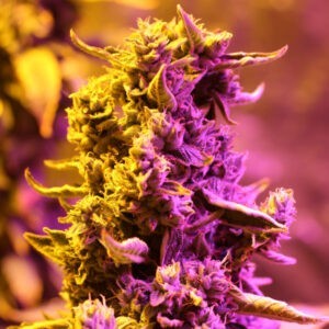 Doctor's Choice n.1 - autoflowering semena 3 ks