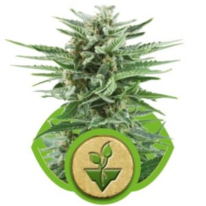 Easy Bud - samonakvétací semínka 3 ks Royal Queen Seeds