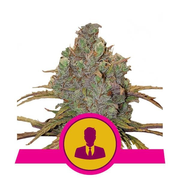 El Patron - feminizovaná semínka 10 ks Royal Queen Seeds