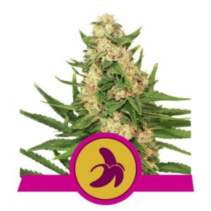 Fat Banana - feminizovaná semínka 3 ks Royal Queen Seeds