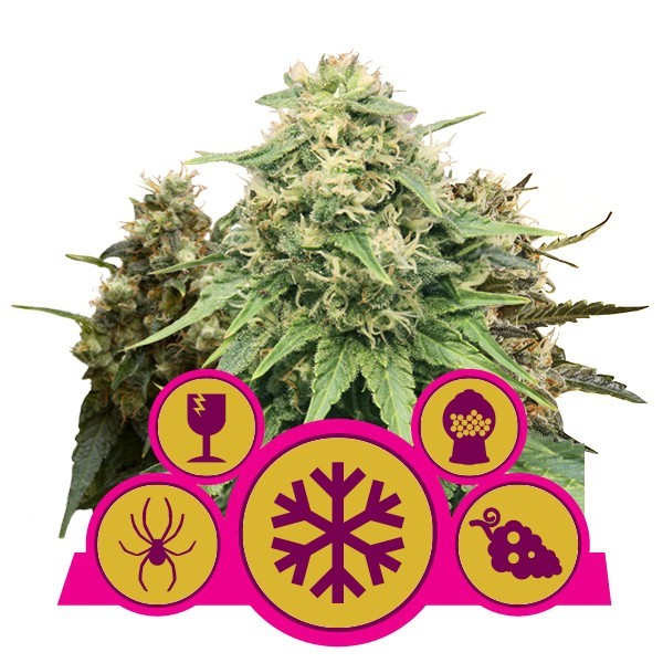 Feminized Mix - feminizovaná semínka 5 ks Royal Queen Seeds