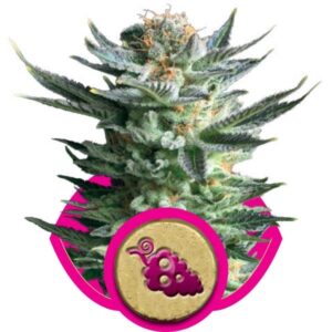 Fruit Spirit - feminizovaná semínka 5 ks Royal Queen Seeds