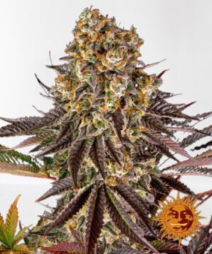 GELATO 45 feminizované semínka 3 Ks Barney´s Farm