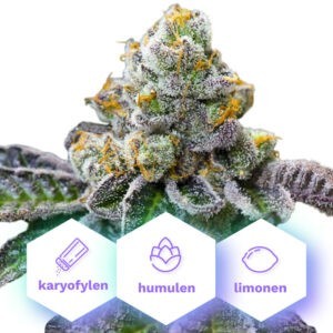 Girl Scout Cookies - feminizované semena 3 ks Cannapio