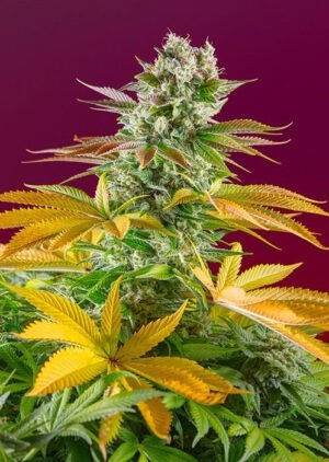 Gorilla Girl F1 FAST - feminizovaná semínka 5 ks  Sweet Seeds