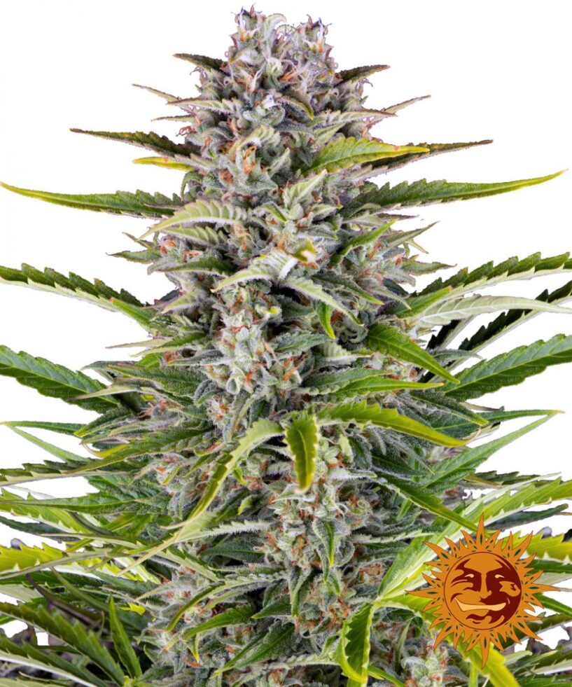 Gorilla Zkittlez Auto - samonakvétací semínka 5 ks Barney´s Farm