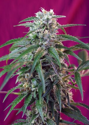 Green Poison Auto – 3 ks autoflower semena Sweet Seeds