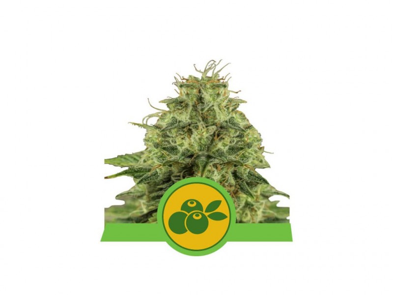 Haze Berry Auto - samonakvétací semínka 5ks