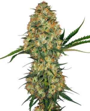 Hindu Kush - feminizovaná semínka 5 ks Sensi Seeds