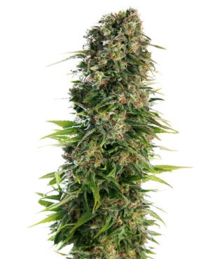 Hindu Kush - samonakvétací semínka 5 ks Sensi Seeds